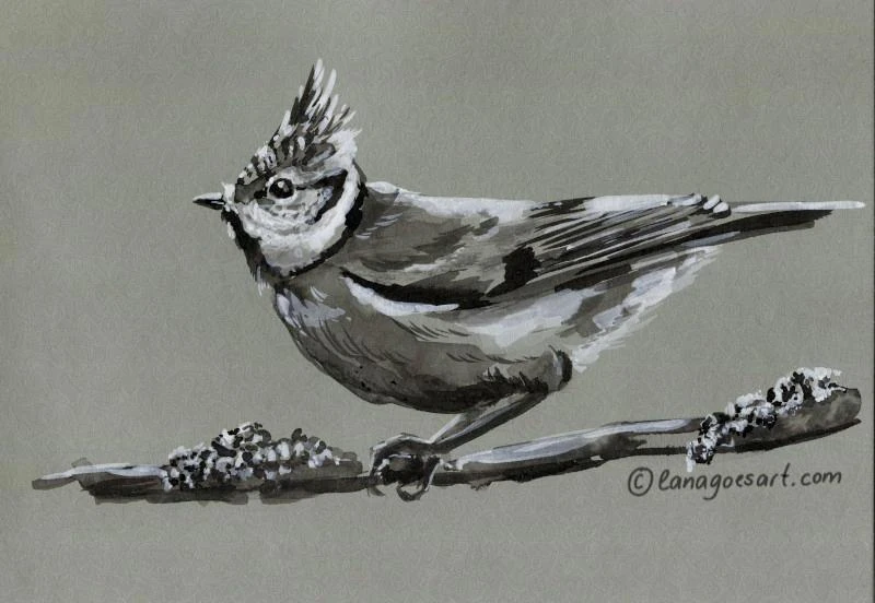 Bird