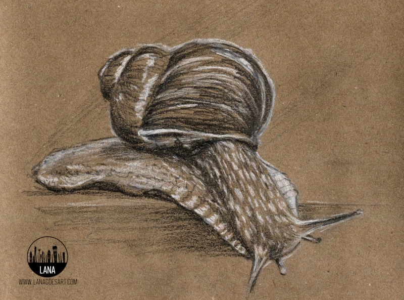 Snail 3