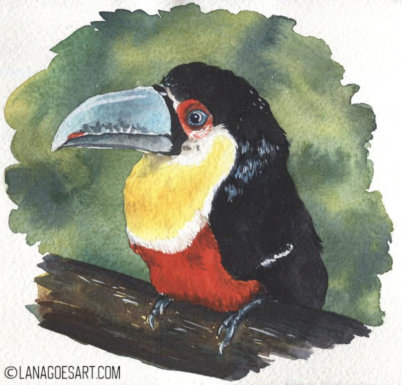 Toucan