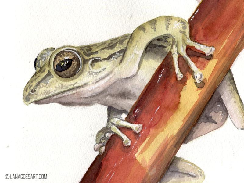 Tutorial: Frog